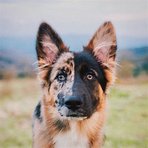 This Very Unique German Shepherd