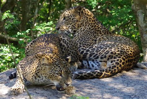 Best Time Of Year To Visit Sri Lanka For Leopards | Wildlife Trails