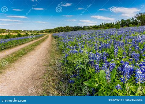 Old Texas Dirt Road in Field of Texas Bluebonnet Wildflowers Stock Photo - Image of bend ...