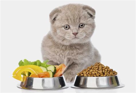 8 Healthy Homemade Foods (With Recipe) For Cats