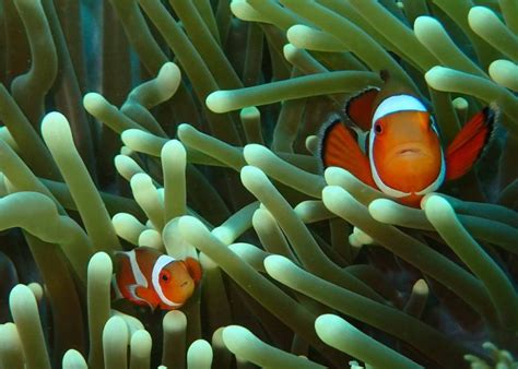 9 weird Facts of the Clownfish | Scuba Center Asia