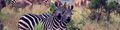 Rwanda National Parks, Explore Rwanda- Visit Rwanda Tour