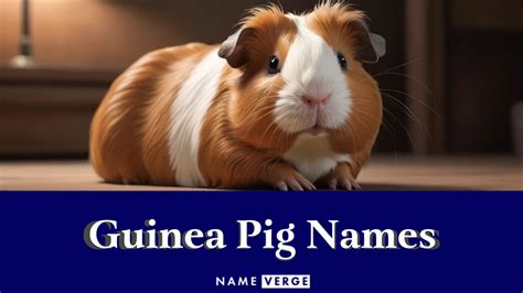 Guinea Pig Names: 444+ Funny Names For Your Cute Pet