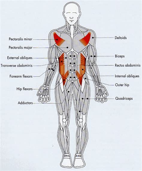 Anterior Muscles Of The Body Labeled : labeled posterior thigh muscles | Body anatomy, Thigh ...