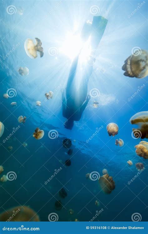 Tourist Snorkeling in Jellyfish Lake Stock Photo - Image of swimming, micronesia: 59316108