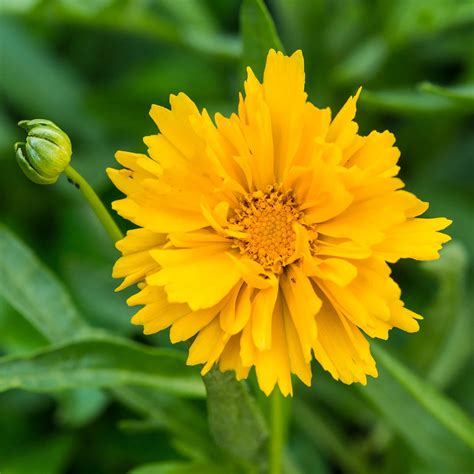 Presto Coreopsis Flower Seeds - 100 Seeds - Perennial Flower Garden Seeds - Coreopsis ...