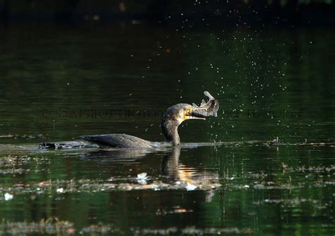 Sefton Park Lake (Merseyside) - Day Ticket Lakes