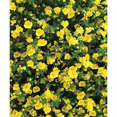 Proven Winners GoldDust (Mecardonia) Live Plant, Yellow Flowers, 4.25 in. Grande-MECPRW1027520 ...