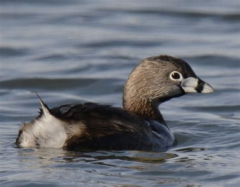 A Pied Billed Grebe Swims Past at A.E. Crookes Park near Toronto, Ontario | Natural Crooks Ramblings