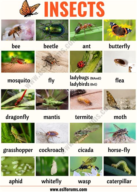 76 HD Lepidopteran Pests Examples - insectza