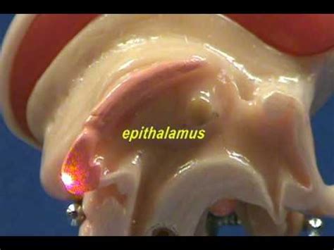 Brain Stem Model - Sagittal View - Thalamus & Epithalamus - YouTube