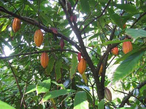 cacao | ... cacao es el nombre científico del árbol con un fruto ...