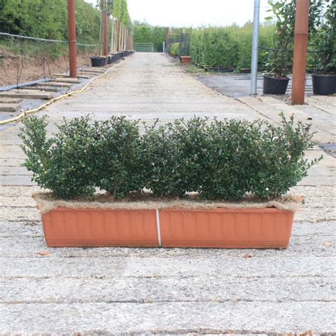 Buy Ilex Crenata In UK | Dark Green Trough | Ready Hedge