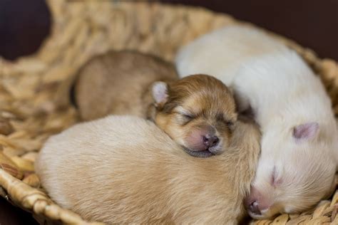 Newborn Puppy Care: 5 Things You Need ... | Newborn puppies, Newborn ...