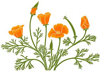 California poppies clipart - Clipground