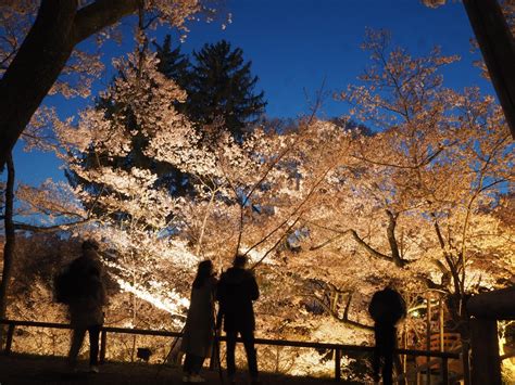 The Importance of Cherry Blossoms in Japan - SNOW MONKEY RESORTS