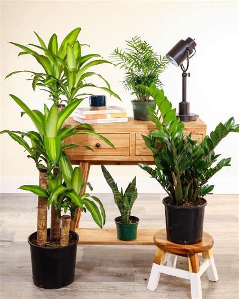 Low Light & Air Purifying Plant Box ($289 Value) | PlantVine