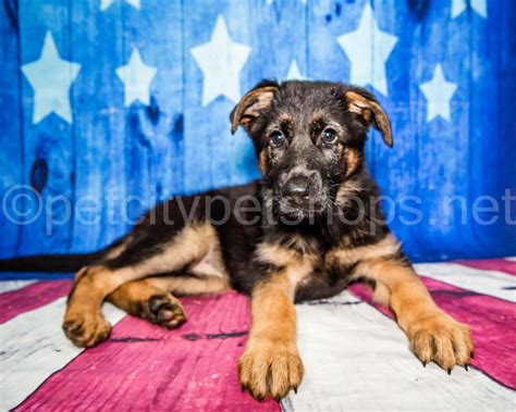 German Shepherd - Pet City Pet Shops