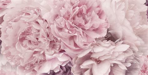 Light Pink Peonies Wallpapers - Top Free Light Pink Peonies Backgrounds ...