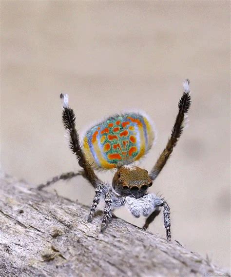 Peacock Spider Dances Its Way Into Our Arachnophobic Hearts | I&T Today I&T Today