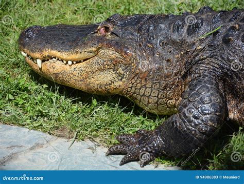 An alligator stock image. Image of alligatoridae, caiman - 94986383