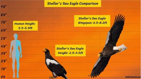 Steller's Sea Eagle Wingspan: How Big Are They Comparison?