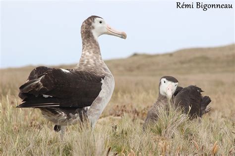 Amsterdam Albatross / Diomedea amsterdamensis photo call and song