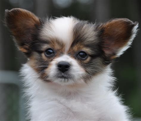 Road's End Papillons : Available Papillon Puppies