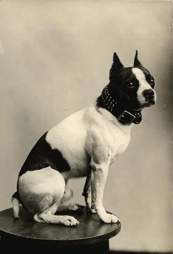 Early 1900s Boston Terrier | You can see the pit bull terrie… | Flickr