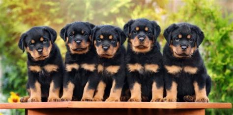 Rottweiler Growth Chart | Weight Chart & Size Chart