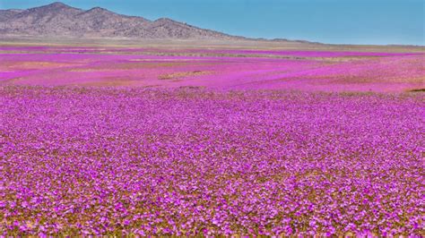 Chile’s Atacama Desert To Witness Blooming Flowers