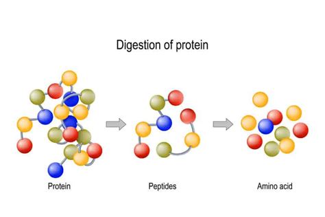 How (And Why) Therapeutic Peptides Are Being Suppressed Into Non ...