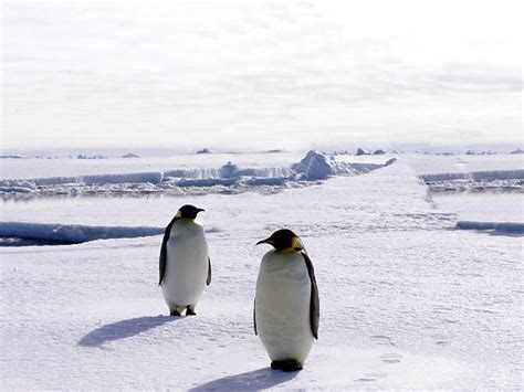 Tuxedo Penguin Stock Photos, Pictures & Royalty-Free Images - iStock