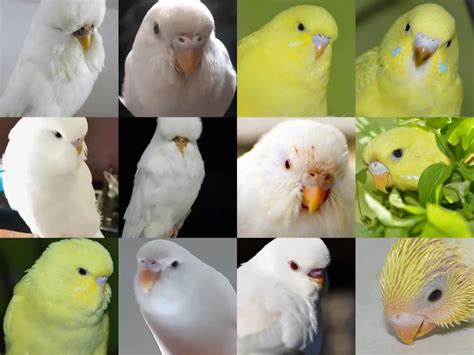 Budgie Cere Guide: Color, Color Transition, Age, Health, Breeding Conditions, Shape, Mutations