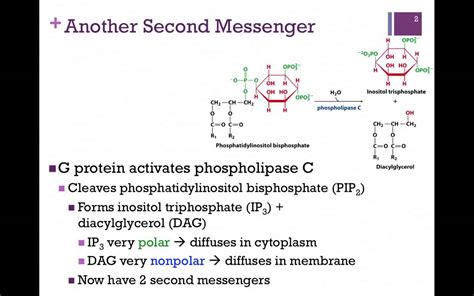 071-Phospholipase C Pathway - YouTube