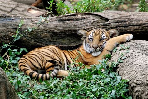 Cincinnati Zoo and Botanical Garden: Cincinnati Attractions Review - 10Best Experts and Tourist ...