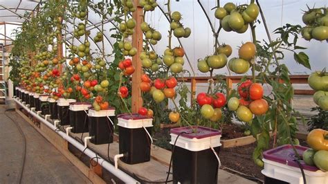 All about gardening: Tomato Growing Methods: Hydroponics vs. Soil