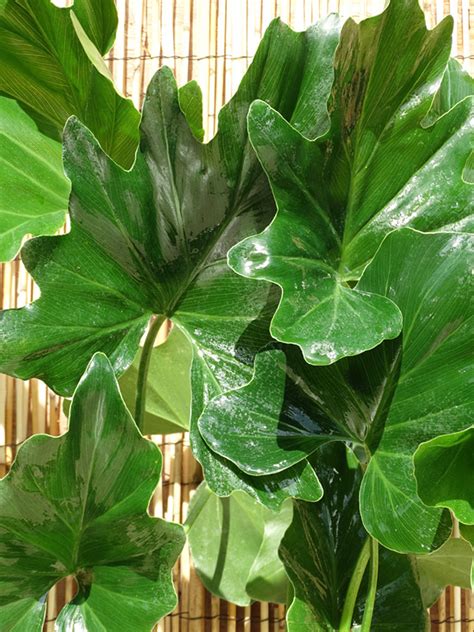 Philodendron Selloum Plant in 4” Pot – Kens Philodendrons