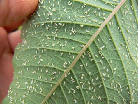 The Latest in Whitefly Control - Greenhouse CanadaGreenhouse Canada