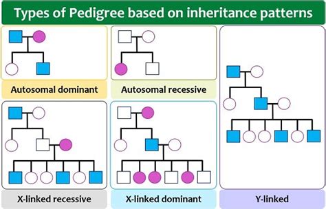 How To Read A Pedigree Chart | SexiezPicz Web Porn