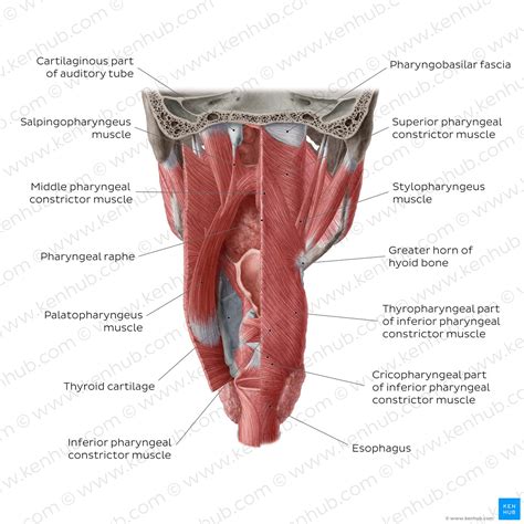 Muscles of the pharynx: Anatomy, origins and insertions | Kenhub