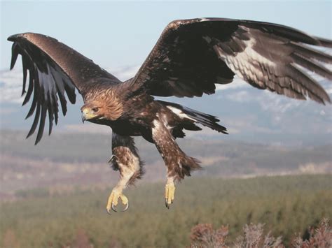 Beautiful Golden Eagle In Flight - Golden Eagles Wallpaper (29183845) - Fanpop