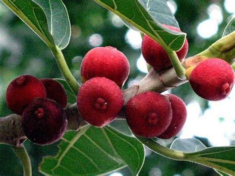 Banyan tree facts and health benefits