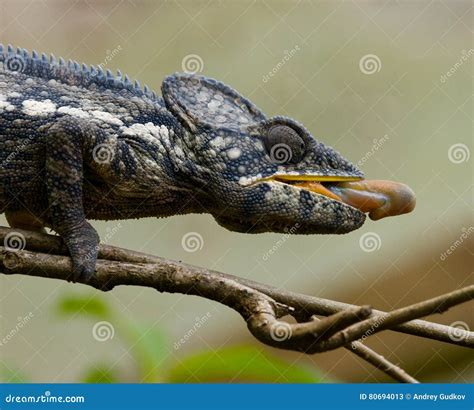 Chameleon at Hunt Insect. Long Tongue Chameleon. Madagascar. Close-up. Stock Image - Image of ...