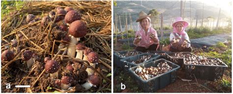 -Cultivation of Stropharia rugosoannulata supplements local income in... | Download Scientific ...