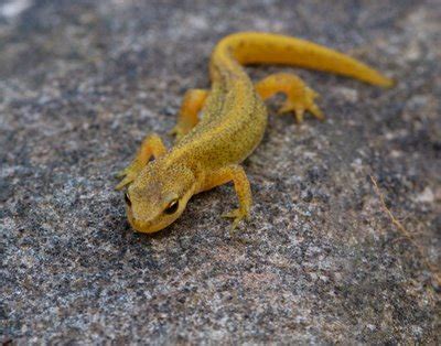 Palmate Newt: Facts, Characteristics, Habitat and More - Animal Place