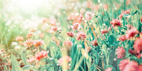 4K, flowers, nature, red flowers, sunlight, colorful, outdoors, plants, leaves, HD Wallpaper ...