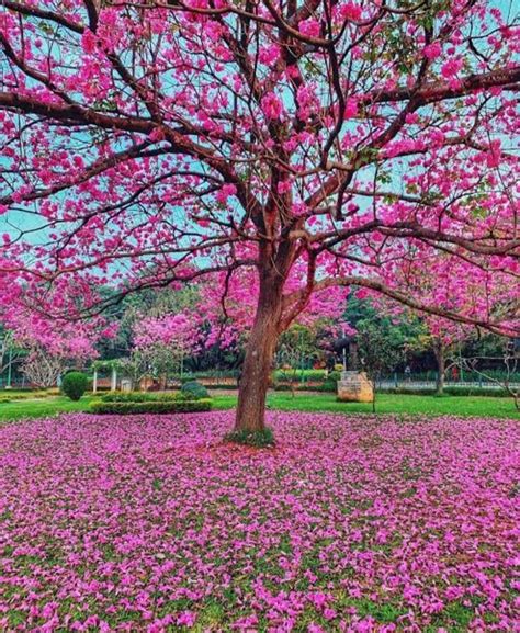 A Picnic with my friends in the Cubbon Park, Bangalore ...