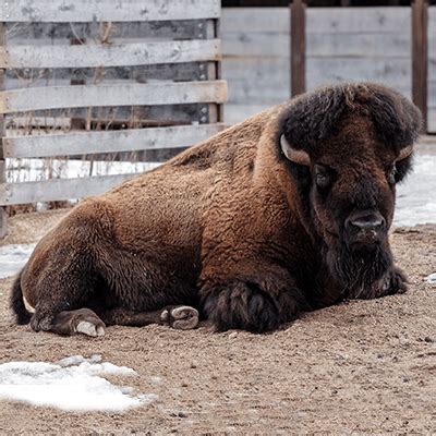 American Bison - Our Animals - Henry Vilas Zoo