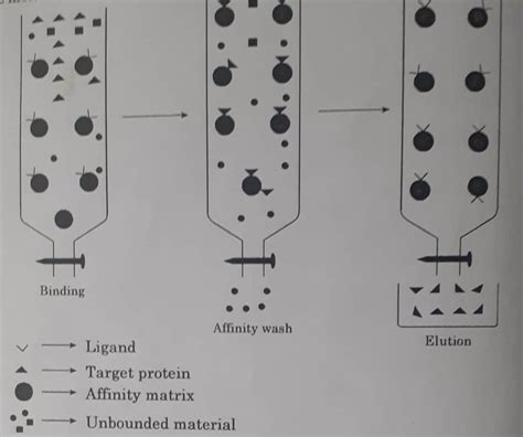 Affinity Chromatography, Principle, Instrumentation, and Application ...